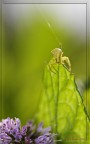 ragnetto di mezzo centimetro in close up &quot;ambient&a