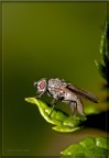 Moschina a riposo