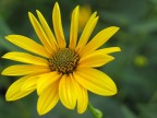Fiore...