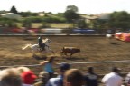 Camargue, 2006
