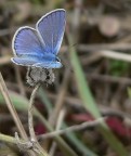 Azzurrina