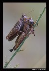 Tandem