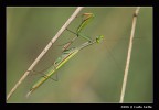 Religiosa Assassina