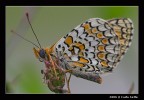 Moelitaea phoebe