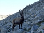 GRAN PARADISO