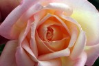 particolari di una rosa