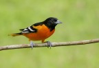 Costa Rica - ???