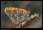 Moelitaea phoebe