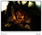 E' una rosa di stoffa, molto impolverata