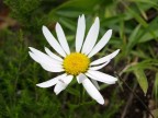 Natura1
