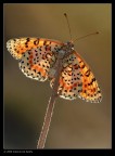 In cima ( controluce)