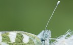 Farfalla su fiore