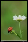 BIANCO-ROSSO-VERDE