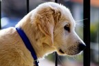 il  mio  cane   ....sigma sd9