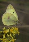 Farfalla Gialla