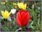 Tulipani