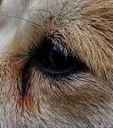 Lo sguardo della fedelt