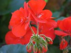 Fiore