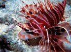 Pterois radiata Pterois radiata