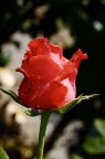 rosa rossa