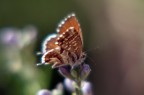 farfalla