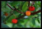 colori