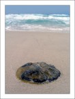 creature del mare