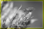 mosca in BW