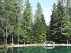 Il bosco incantato