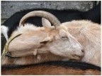contorsionista
