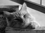 Gatto Sognante