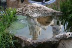Riflesso