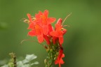 Red Flower