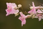 Pink Flower