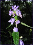 T1/160 F2.8 5.8mm(1x) Flash