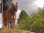 Boxer in posa...