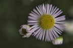 fiorellini