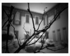 neve