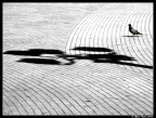 Piccione solitario