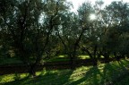 Oliveto controsole