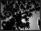 Controluce