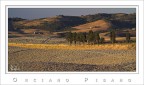 Cipressi al Tramonto