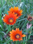 Fiori