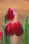 tulipani....scatto fatto nel balcone di casa