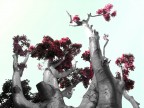 Alberi