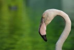 Al Bioparco a Roma