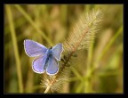 Licenide in blu
