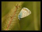inclinata