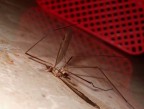 macro dell sua fine