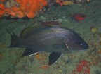 Corvina